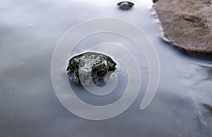 Green toad in water. Latin name Bufonidae photo