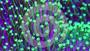 Green Toadstool Leather Coral Polyp Details