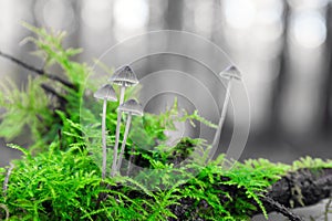 Green toadstools