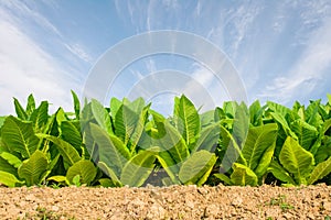 Green tobacco field with plain blue sky background.Tobacco plant