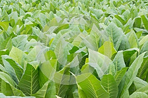 Green tobacco field.