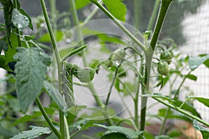 A green tobacco hornworm on the stem of a tomato plant in a home garden