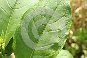 Green `Tobacco` plant leaf - Nicotiana Tabacum