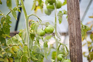 Green tomates growing in small old backyard greenhouse