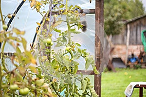 Green tomates growing in small old backyard greenhouse