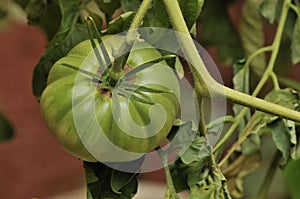 Green Tomato