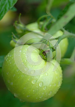 Green Tomato