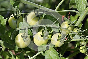 Green Tomato