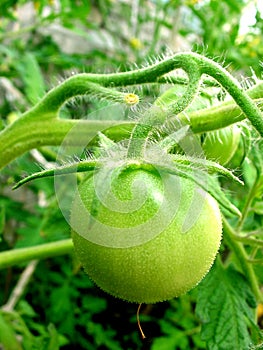 Green tomato