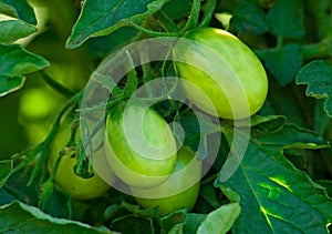 Green tomato