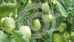 Green tomato (Also called Solanum lycopersicum, Lycopersicon lycopersicum, Lycopersicon esculentum) on the tree