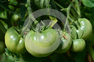 Green tomato