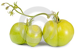 Green tomato branch isolated