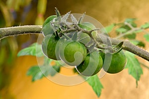 Green Tomato Bunch on Vine 03