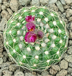 Green tomato cactus Parodia crassigibba, budding purple flowers