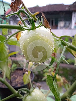 Green tomato with drop of water.