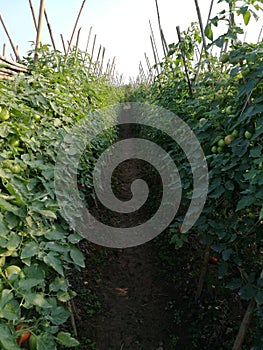 Green tomato field