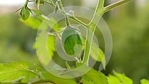 Green tomato fruit on a blurred background