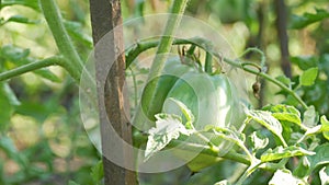 Green tomato fruit grows and ripens on a plant in a vegetable greenhouse garden. Health unripe, cultivation leaves close
