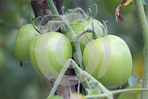 green tomato fruit plants that can be harvested for fresh vegetables