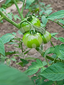 Green tomato fruits with yellowish hue growth in soil