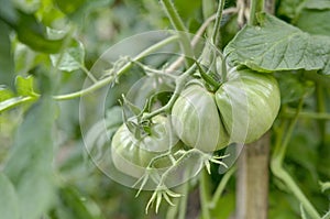 Green tomato in garden