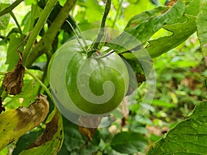 Green tomato in garden with green leafs