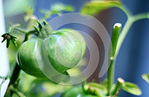 Green Tomato