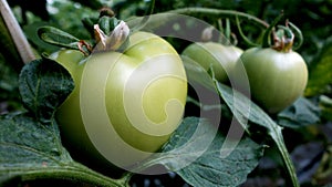 Green tomato in a greenhouse