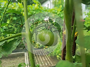 Green tomato in greenhouse