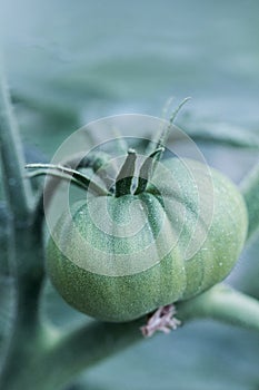 Green tomato in greenhouse