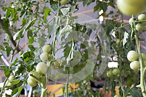 green tomato growing on branch in garden
