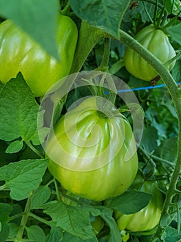 Green tomato growing in organic remote gardens