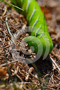 Green tomato hornworm