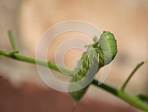 Green tomato hornworm