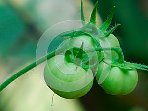 Green tomato isolated on blurred background