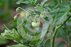 Green tomato matures in garden. Farm vegetable greenhouse