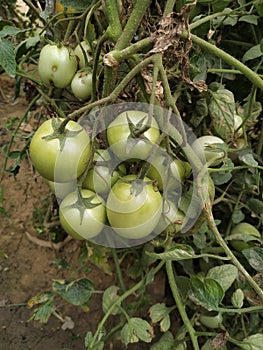 Green tomato natural organic vegetable food crop in the field