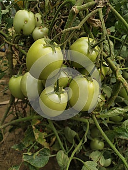 Green tomato natural organic vegetable food crop in the field