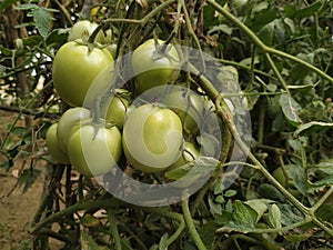 Green tomato natural organic vegetable food crop in the field