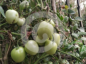 Green tomato natural organic vegetable food crop in the field