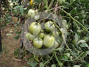 Green tomato natural organic vegetable food crop in the field