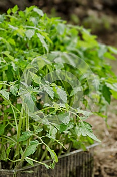 Green tomato plant