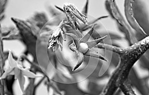 Green tomato plant in an orchard in Asturias