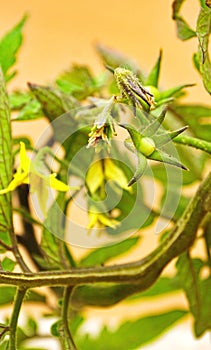 Green tomato plant in an orchard in Asturias