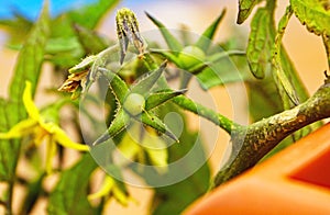 Green tomato plant in an orchard in Asturias