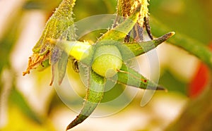 Green tomato plant in an orchard in Asturias