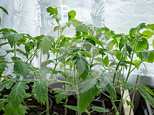 Green tomato plant seedlings growing in pots on the window sill in bright sunlight. Vegetable seedlings in pots. Indoor gardening