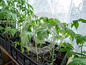 Green tomato plant seedlings growing in pots on the window sill in bright sunlight. Vegetable seedlings in pots. Indoor gardening