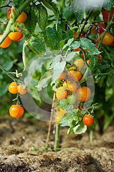 Green tomato plant sprayed with chemical mixture